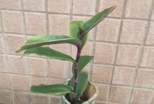 以吊兰剪下来的叶子如何种植（掌握种植技巧，轻松繁殖吊兰）