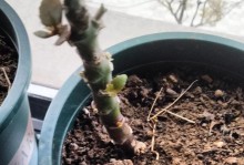 以长寿花十一月月份能扦插活吗？（长寿花扦插活的关键因素及技巧）