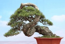盆景塑形之技巧与方法（将盆景塑造成理想形态的关键步骤和工具）