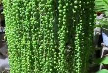 从多肉到开花（多肉植物的开花之路及关键因素）