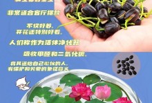 冬季养护碗莲，温暖繁花的秘诀（用心呵护，让碗莲在寒冷的冬天绽放美丽）
