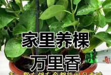 万年藤的养护指南（掌握关键技巧，打造美丽的绿色空间）