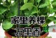 万年藤的养护指南（掌握关键技巧，打造美丽的绿色空间）