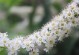 探寻桂花树不开花的奥秘（解读桂花树8年不开花的原因和应对之策）