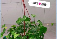 常春藤根部干枯的原因及救治方法（保护常春藤，防止根部干枯，享受更美好的花园）
