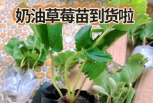 露天草莓苗种植最佳时间（春季和秋季是最佳选择）