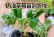 露天草莓苗种植最佳时间（春季和秋季是最佳选择）