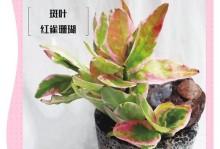 篷珊瑚绿植的养殖方法及注意事项（打造美丽室内绿色空间，篷珊瑚绿植让生活更精彩）