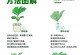 以水榕只剩下根怎么养（重拾绿意，恢复生机）