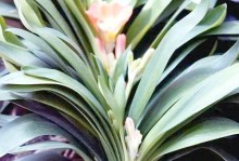 夏季怎样养护君子兰（打造繁花盛开的君子兰花园）