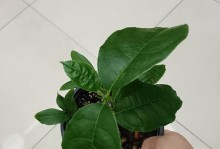 绿箩的挑选与养护秘籍（打造宜居环境的最佳选择）