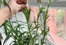 以土培百合花的养殖指南（室内土培百合花的养护技巧与注意事项）