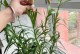 以土培百合花的养殖指南（室内土培百合花的养护技巧与注意事项）