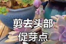介绍: