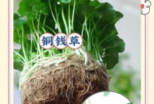 水培铜钱草爆盆的处理方法（保护植株健康，延长铜钱草生命）