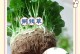 水培铜钱草爆盆的处理方法（保护植株健康，延长铜钱草生命）
