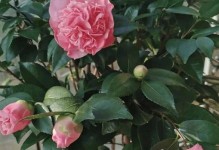 如何用醋水浇君子兰——正确方法详解（君子兰浇醋水的好处及具体步骤，让您的花茎更加健壮）