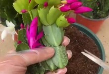 以蟹爪兰扦插刚出苗施什么肥？（培育健康蟹爪兰幼苗的关键肥料选择）