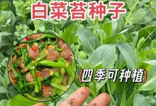 如何选择适合种植的白菜品种？（优质白菜种子推荐与选购技巧）