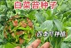 如何选择适合种植的白菜品种？（优质白菜种子推荐与选购技巧）