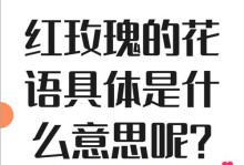 玫瑰花语大揭秘（26朵玫瑰的代表意义和传达的情感）