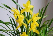 四季兰花养护全攻略（不同季节下，如何科学养护你的兰花）