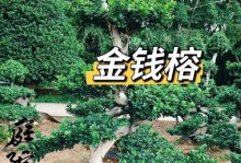 观赏树造型与修剪的艺术（打造美丽园林的关键技巧与方法）