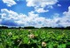 莲花开放季节详解（探秘莲花开放的时间、地点和特点）