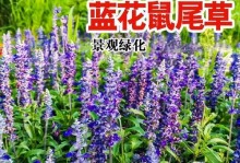 如何种植宿根花种子（掌握关键步骤，快速栽培美丽花园）