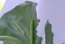 如何防止以滴水观音招虫子（灵活使用土壤调节技巧，打造无虫环境）