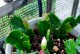 如何救活干叶的蟹爪兰（绿色植物、叶片枯萎、抢救）