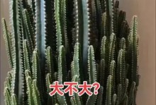夏日养护万重山——打造翠绿遮荫的度假天堂（万重山夏天的护理技巧与经验分享）