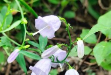 探秘神奇植物——桔梗（桔梗的种类、生长环境、历史渊源、药用价值、花语寓意等一应俱全）