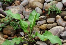 菠菜是双子叶植物（探秘菠菜的科学分类与相关知识）