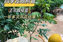 桂圆的开花季节（桂圆花期、开花时间、影响因素）