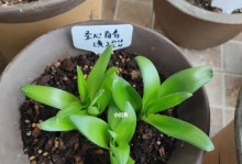 圣心百合的香味与特点剖析（揭秘圣心百合的花香成分及其药用价值）