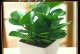 盆栽植物的伤害与保护（保护盆栽植物的关键措施及方法）