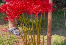 以彼岸花的种子为原料制作的产品（彼岸花种子开发的创新应用和生产技术）