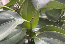 平安树里有虫子，应对方法大揭秘（如何有效清除平安树内的虫害，保持室内环境整洁卫生）