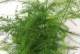 室内植物文竹养殖方法详解（绿叶添生活，养护文竹关键）