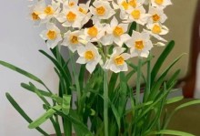 水仙花的养殖方法（打造美丽花坛的必备技巧）