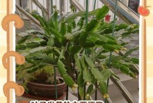 蟹爪兰为何不开花？（探寻蟹爪兰不开花的原因与解决方法）