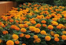 波斯菊盆栽种植技巧（从种子到盆栽，让波斯菊在家中绽放美丽）