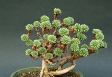 白花小松多肉秋冬季节的养护技巧（白花小松多肉秋冬季节养护需注意的事项）