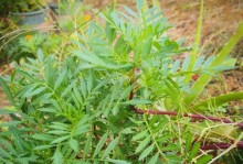万寿菊的植物分解及应用研究（万寿菊分解对环境和农业的影响及其潜在应用价值）