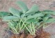 无叶树苗的种植方法及注意事项（从种子到繁茂的无叶树，助你打造绿色家园）