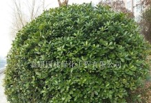 海桐球——一种什么类型的植物？（乔木还是灌木？探究海桐球的植物类型）