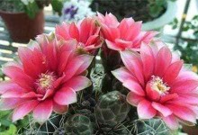 翡花玉的繁殖之道（掌握关键技巧，培育出美丽的翡花玉）