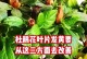 杜鹃花全部黄叶的原因与处理方法（为什么杜鹃花会全部变黄，如何有效处理？）