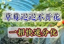 草莓只长叶子不开花，原因与处理方法详解（如何让草莓开花结果？）